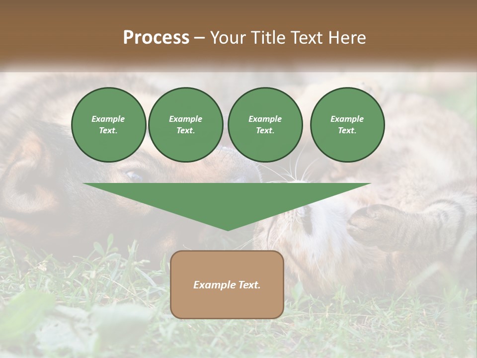 A Dog And A Cat Playing Together In The Grass PowerPoint Template