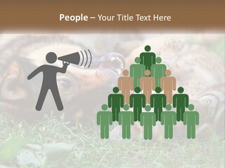 A Dog And A Cat Playing Together In The Grass PowerPoint Template