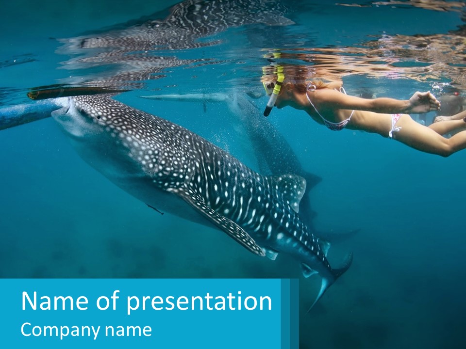 A Woman Swimming Next To A Whale In The Ocean PowerPoint Template