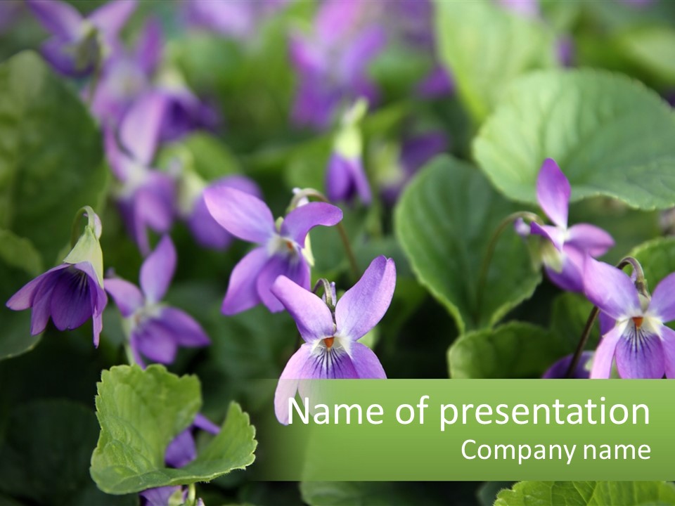 A Group Of Purple Flowers With Green Leaves PowerPoint Template