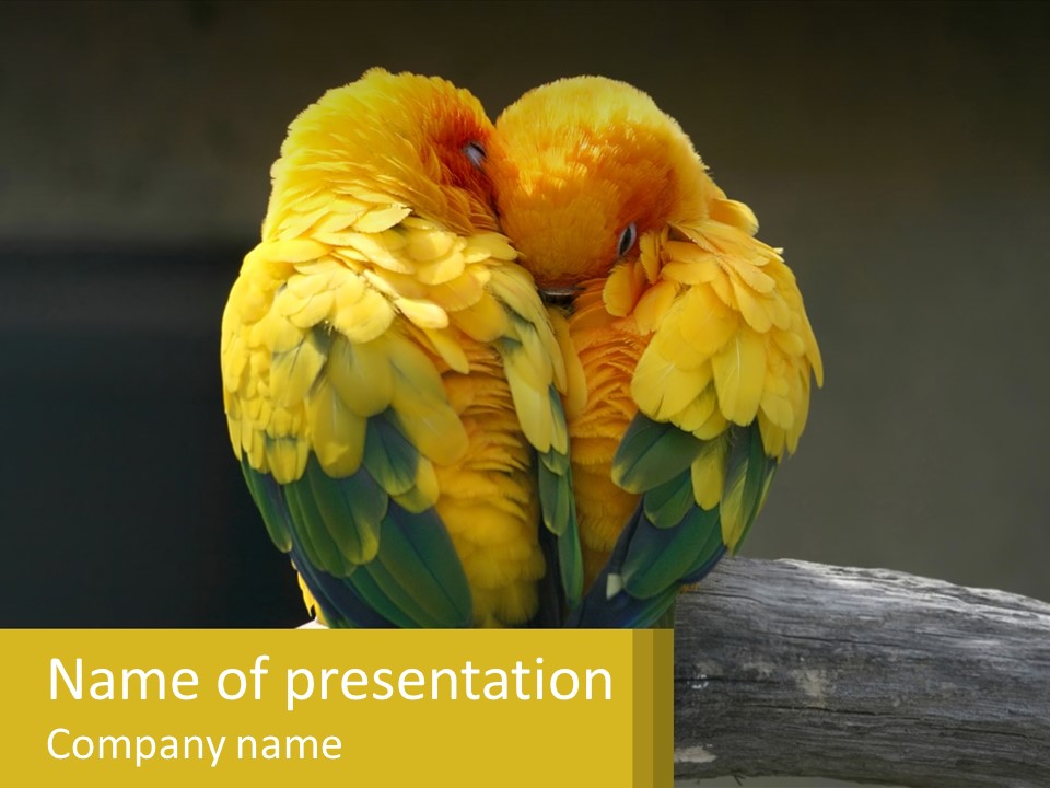 Two Yellow And Green Birds Sitting On Top Of A Tree Branch PowerPoint Template