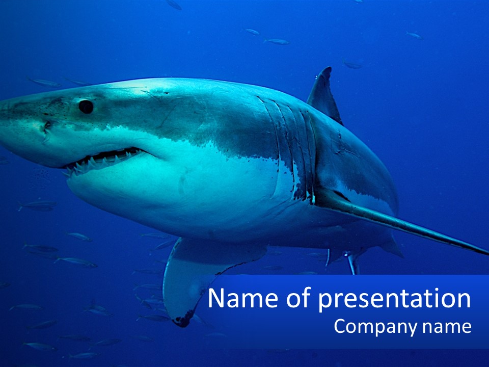 A Great White Shark Swimming In The Blue Water PowerPoint Template