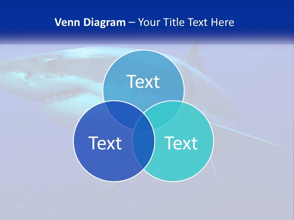 A Great White Shark Swimming In The Blue Water PowerPoint Template