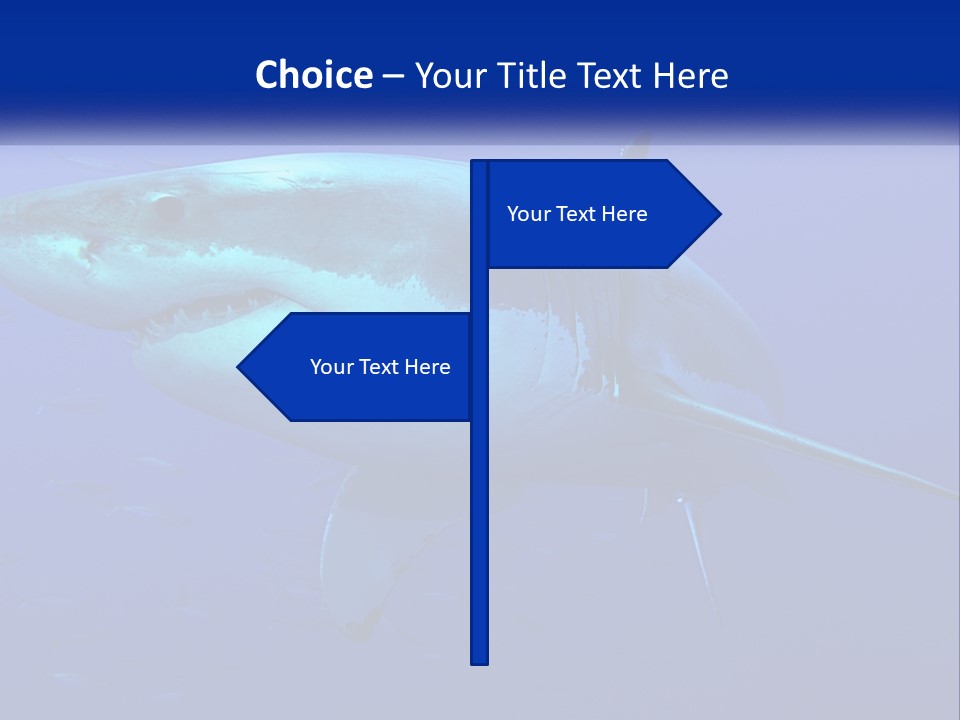 A Great White Shark Swimming In The Blue Water PowerPoint Template