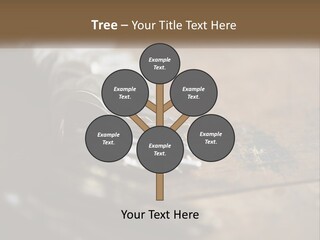 A Bunch Of Keys Sitting On Top Of A Wooden Table PowerPoint Template