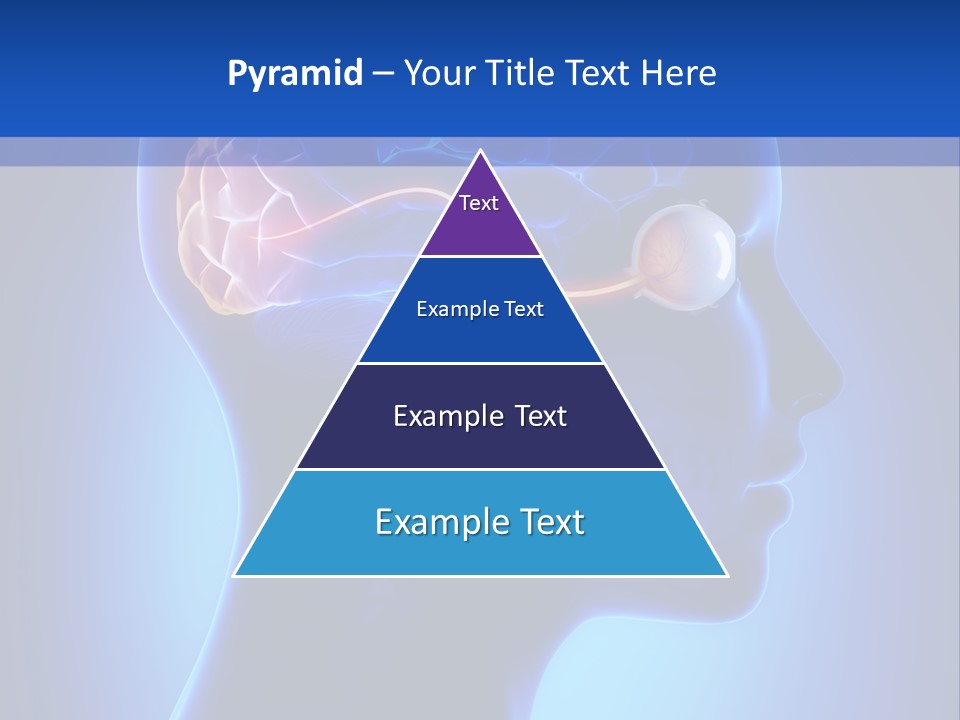 A Human Head With A Brain In The Middle Of It PowerPoint Template