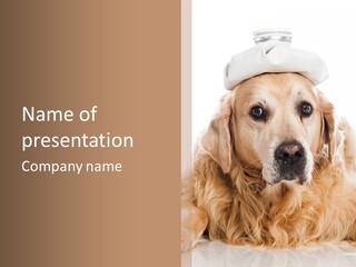 A Dog With A Hat On It's Head PowerPoint Template