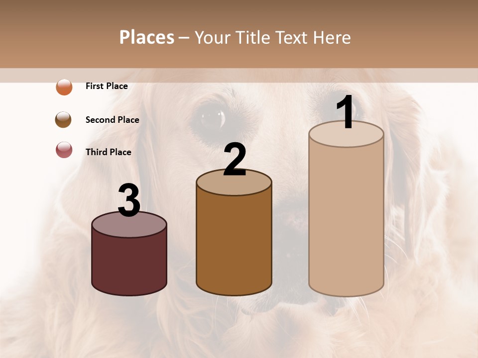 A Dog With A Hat On It's Head PowerPoint Template