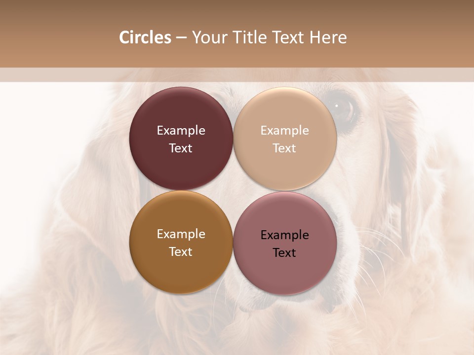 A Dog With A Hat On It's Head PowerPoint Template