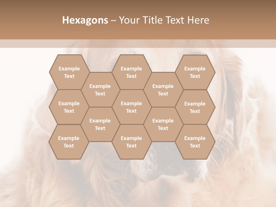 A Dog With A Hat On It's Head PowerPoint Template