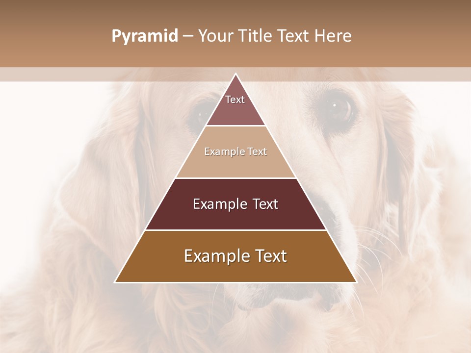 A Dog With A Hat On It's Head PowerPoint Template