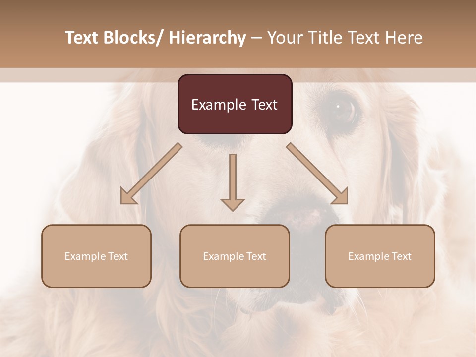 A Dog With A Hat On It's Head PowerPoint Template