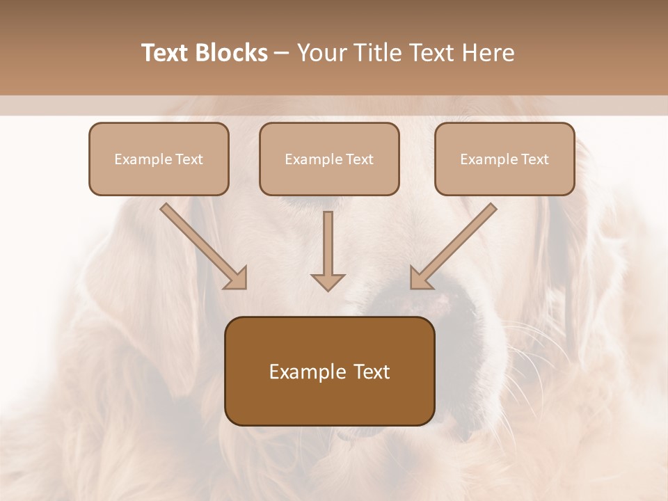 A Dog With A Hat On It's Head PowerPoint Template