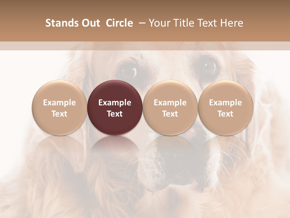 A Dog With A Hat On It's Head PowerPoint Template