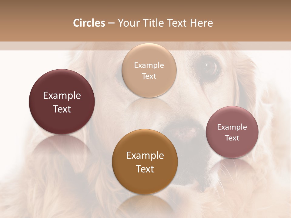 A Dog With A Hat On It's Head PowerPoint Template