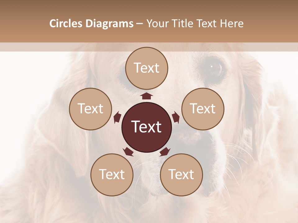 A Dog With A Hat On It's Head PowerPoint Template