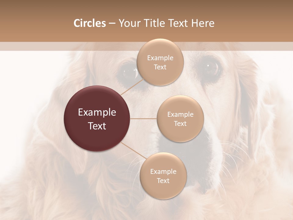 A Dog With A Hat On It's Head PowerPoint Template