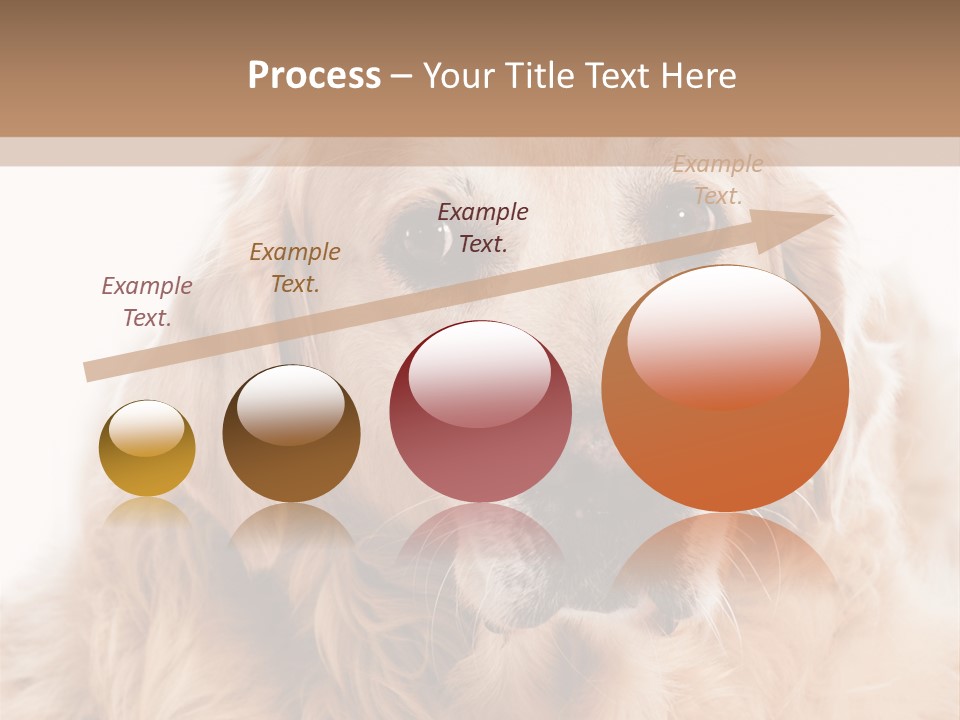 A Dog With A Hat On It's Head PowerPoint Template