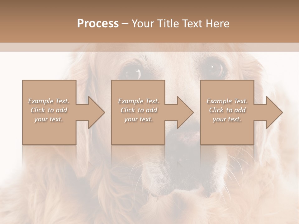 A Dog With A Hat On It's Head PowerPoint Template