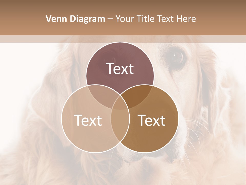 A Dog With A Hat On It's Head PowerPoint Template