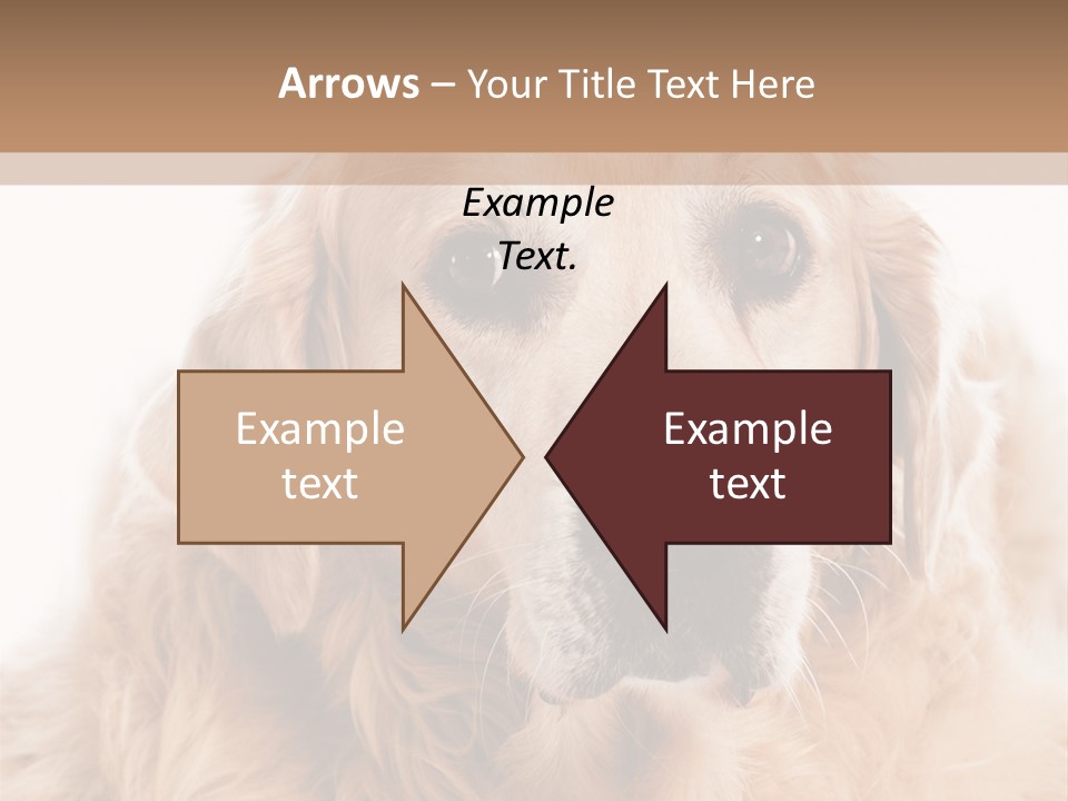 A Dog With A Hat On It's Head PowerPoint Template