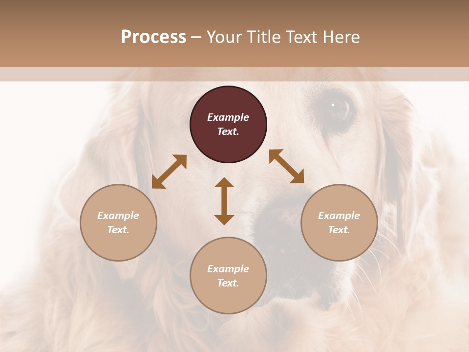 A Dog With A Hat On It's Head PowerPoint Template