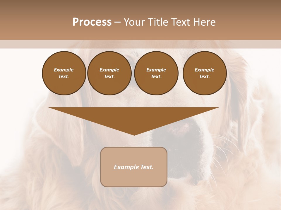 A Dog With A Hat On It's Head PowerPoint Template