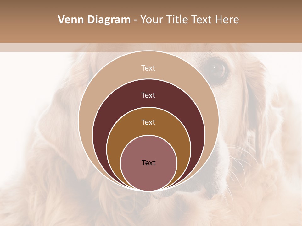 A Dog With A Hat On It's Head PowerPoint Template