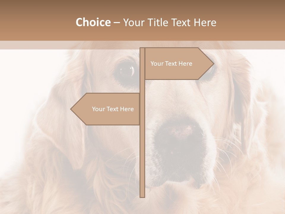 A Dog With A Hat On It's Head PowerPoint Template