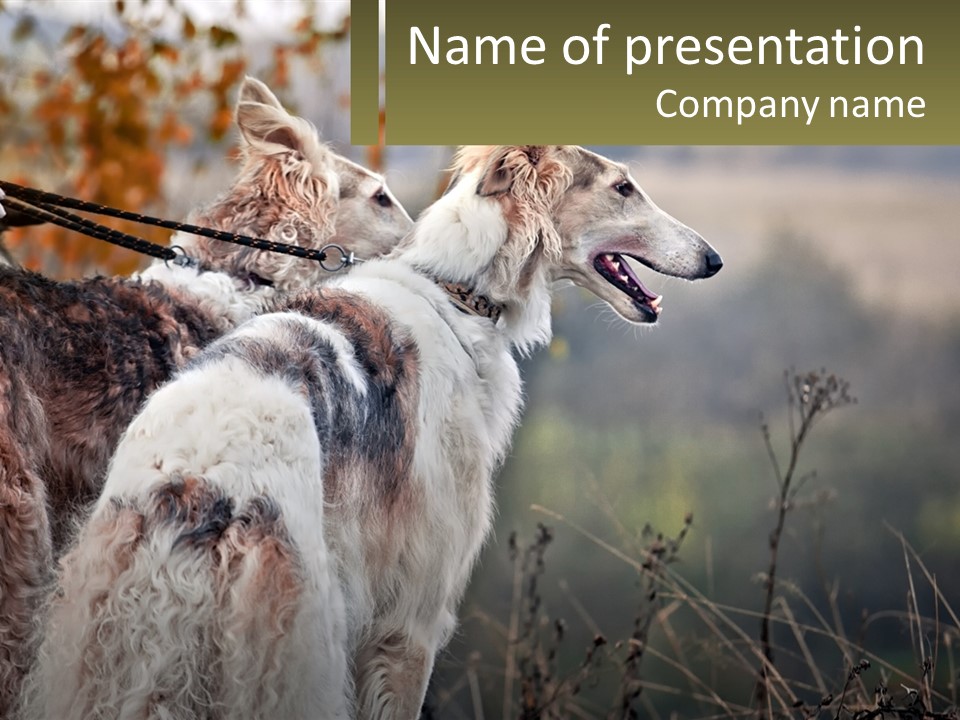 Two Dogs Standing Next To Each Other On A Leash PowerPoint Template