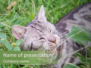 A Cat Laying In The Grass With Its Eyes Closed PowerPoint Template