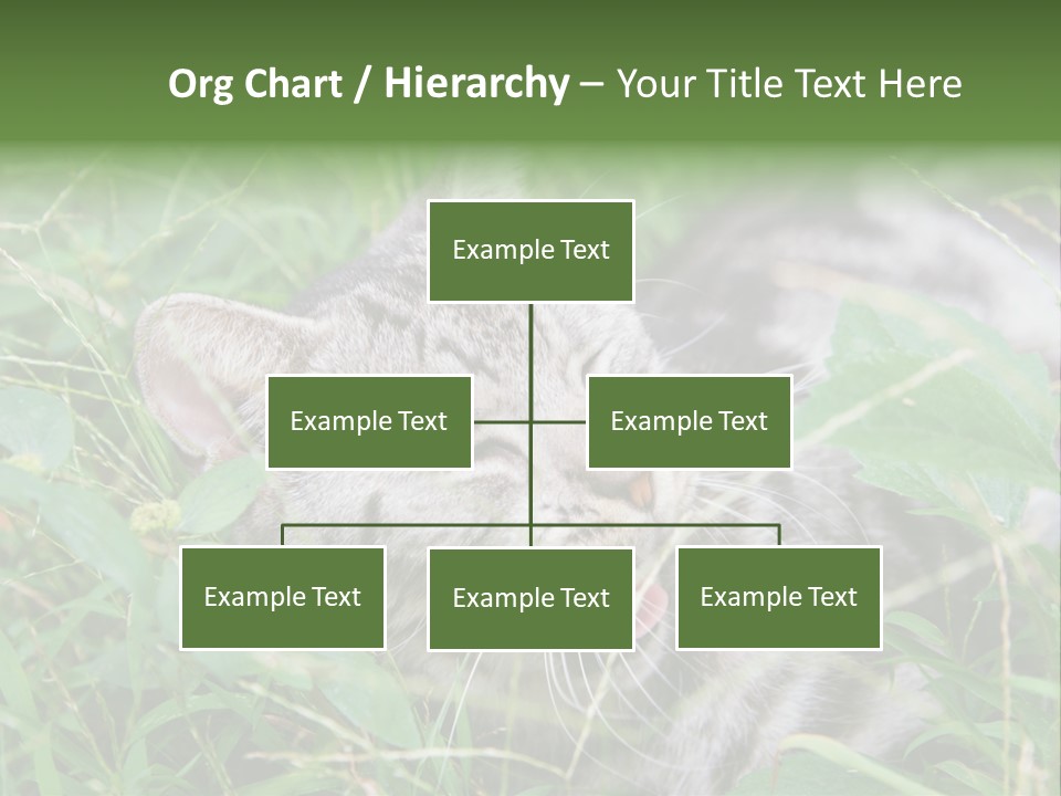 A Cat Laying In The Grass With Its Eyes Closed PowerPoint Template