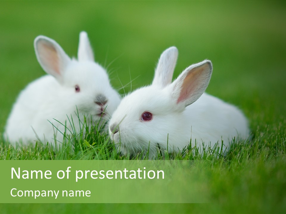A Couple Of Rabbits Sitting In The Grass PowerPoint Template
