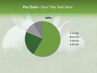 A Couple Of Rabbits Sitting In The Grass PowerPoint Template