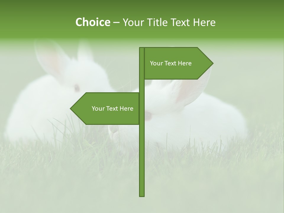 A Couple Of Rabbits Sitting In The Grass PowerPoint Template