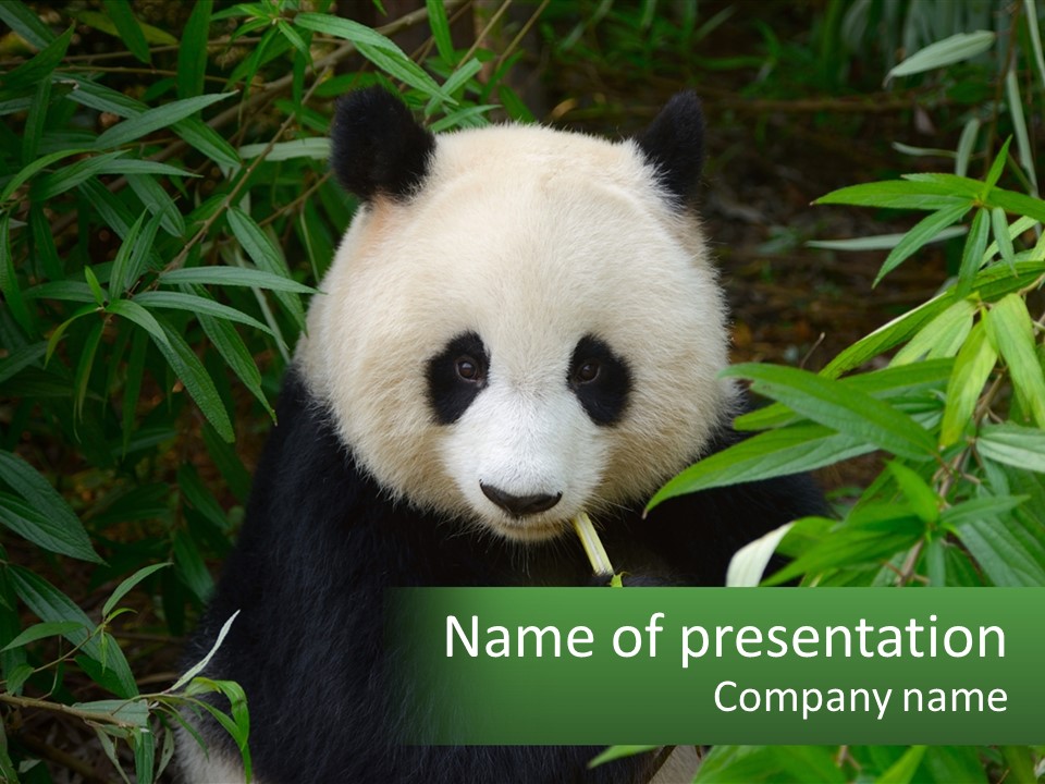 A Panda Bear Eating Bamboo In A Forest PowerPoint Template