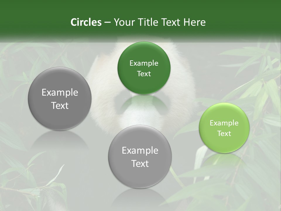 A Panda Bear Eating Bamboo In A Forest PowerPoint Template