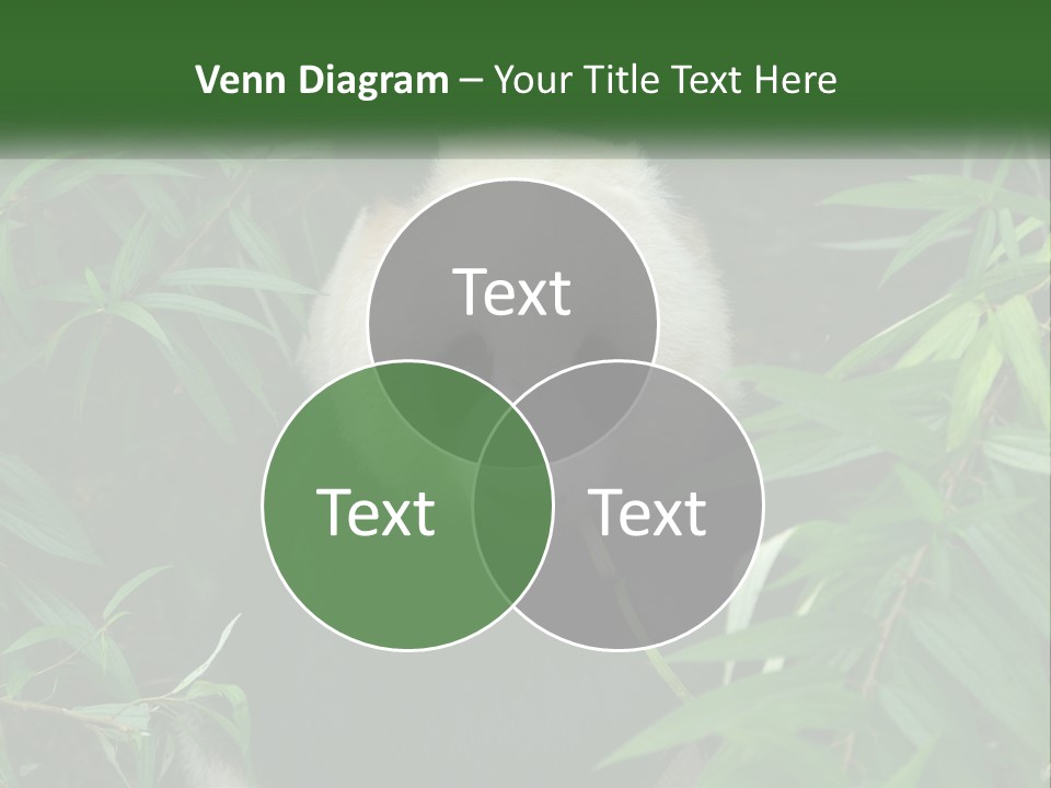 A Panda Bear Eating Bamboo In A Forest PowerPoint Template