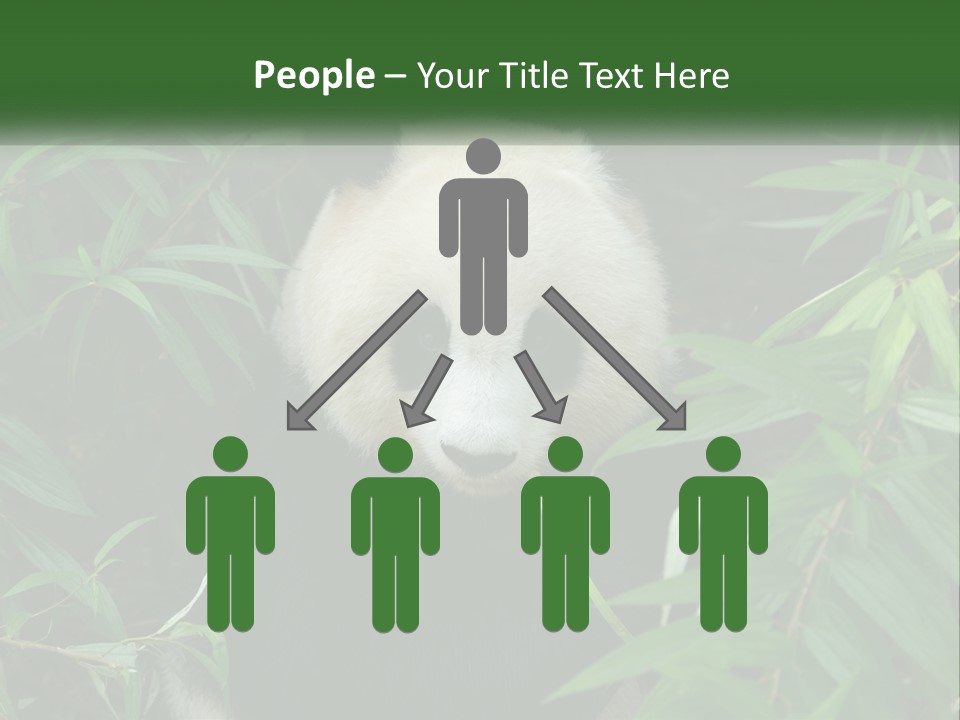 A Panda Bear Eating Bamboo In A Forest PowerPoint Template