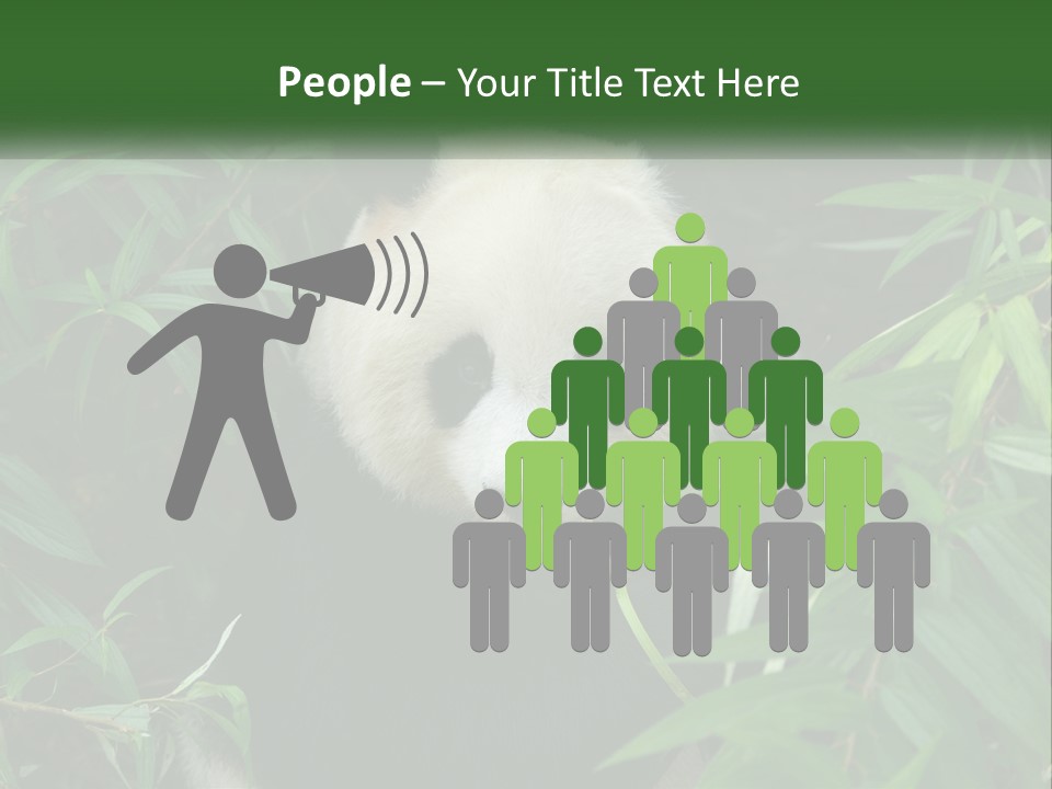 A Panda Bear Eating Bamboo In A Forest PowerPoint Template