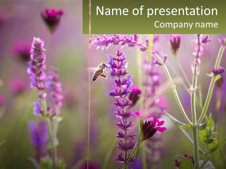 A Bee On A Purple Flower Powerpoint Presentation PowerPoint Template