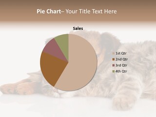 A Cat And A Dog Laying Next To Each Other PowerPoint Template
