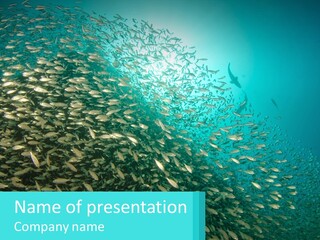 A Large Group Of Fish Swimming In The Ocean PowerPoint Template