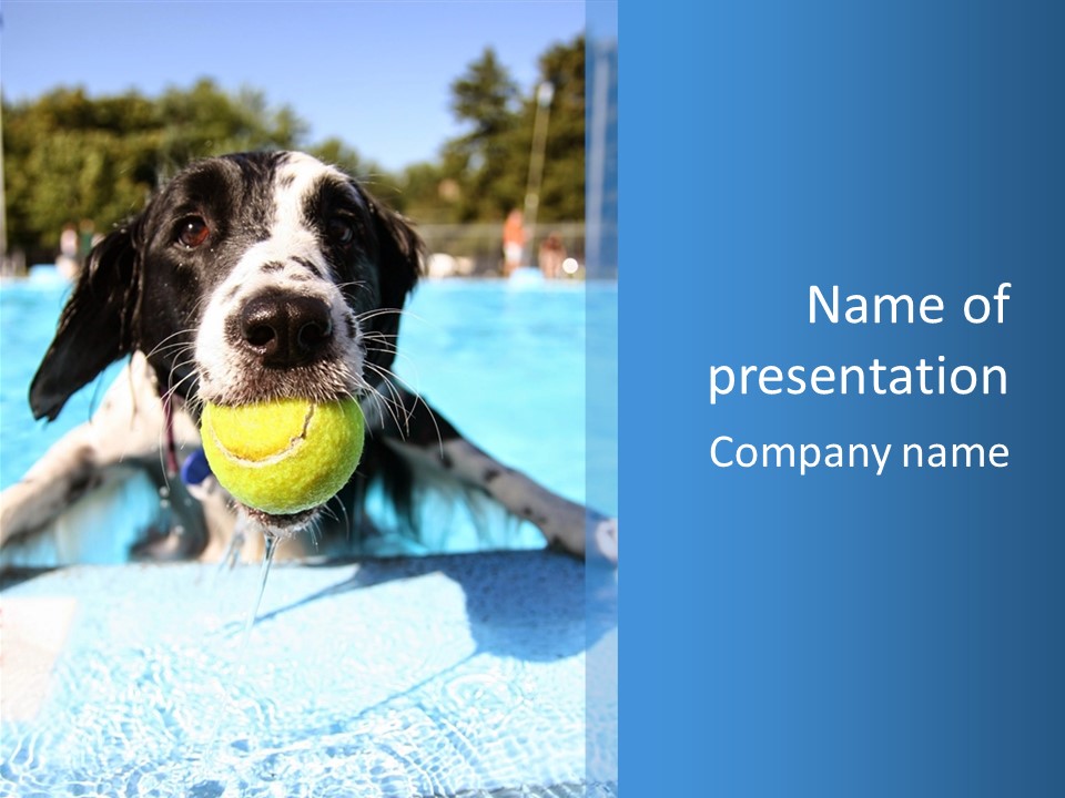 A Black And White Dog Holding A Tennis Ball In Its Mouth PowerPoint Template