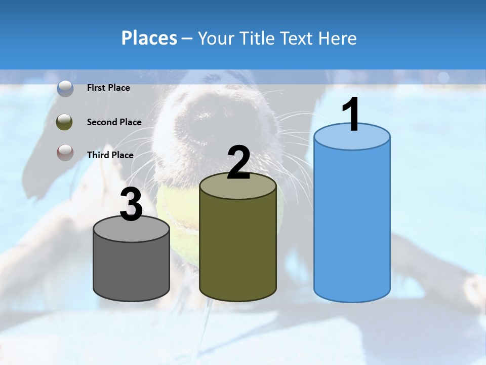 A Black And White Dog Holding A Tennis Ball In Its Mouth PowerPoint Template