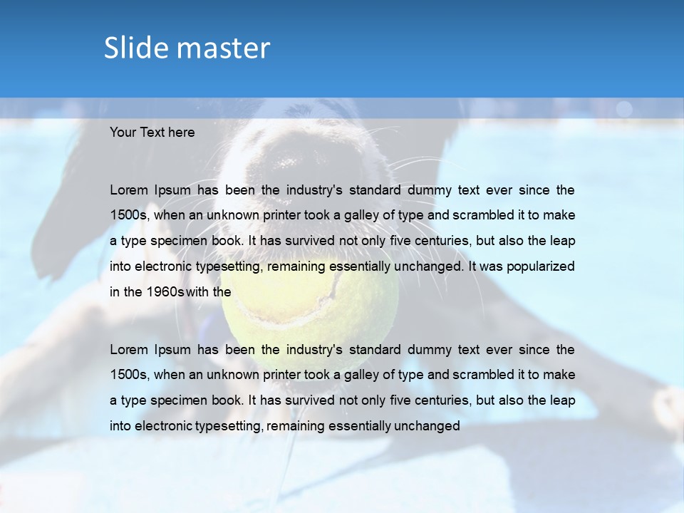 A Black And White Dog Holding A Tennis Ball In Its Mouth PowerPoint Template