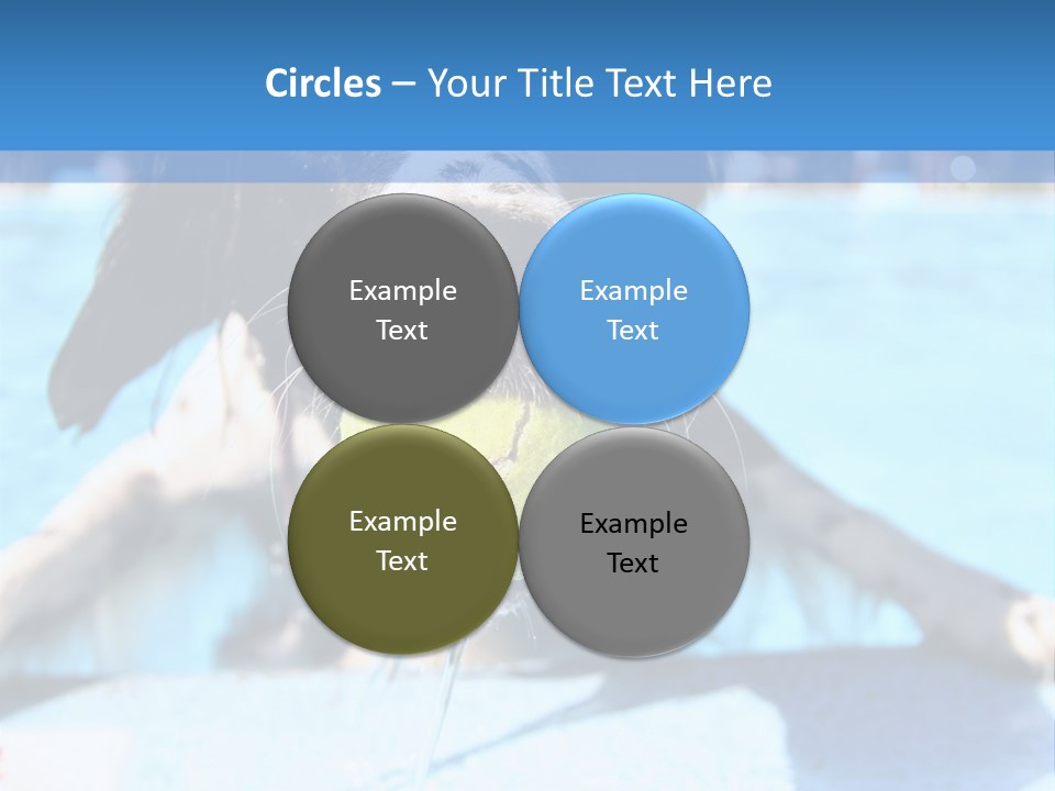 A Black And White Dog Holding A Tennis Ball In Its Mouth PowerPoint Template