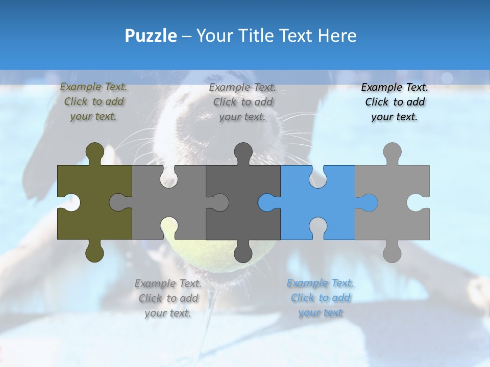 A Black And White Dog Holding A Tennis Ball In Its Mouth PowerPoint Template