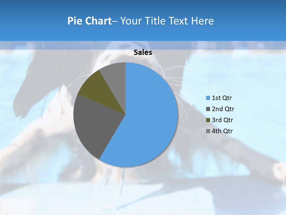 A Black And White Dog Holding A Tennis Ball In Its Mouth PowerPoint Template