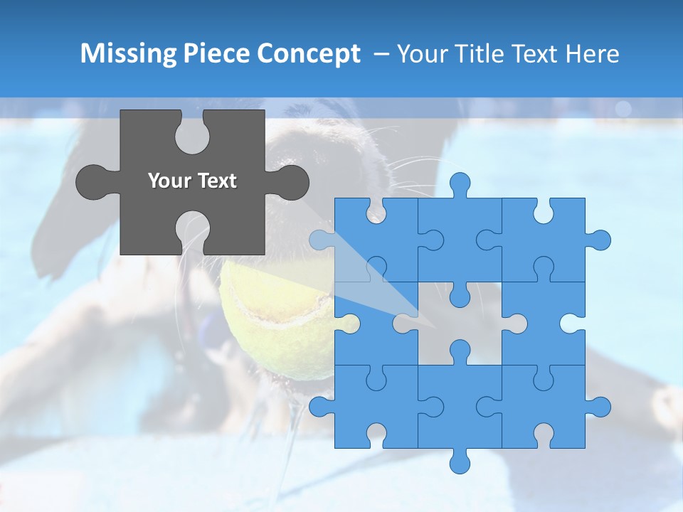 A Black And White Dog Holding A Tennis Ball In Its Mouth PowerPoint Template